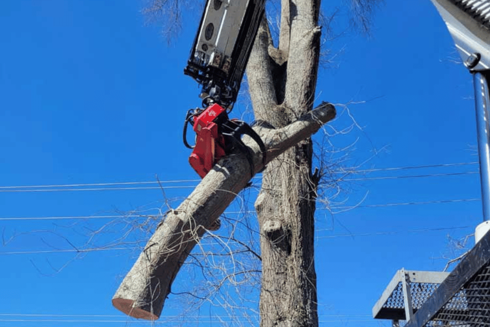 Oak tree crane removal in Birmingham, AL