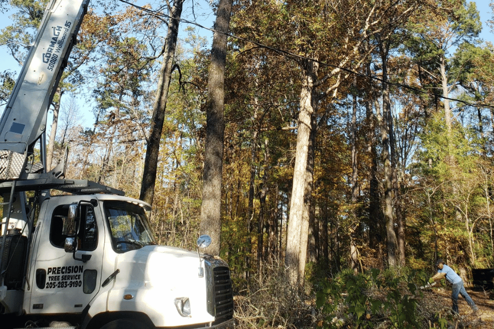 Oak tree removal in Birmingham, AL