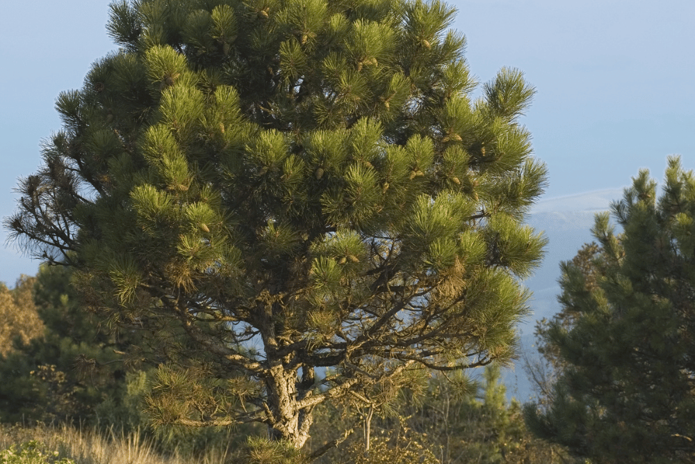 Southern pine tree in Birmingham, AL