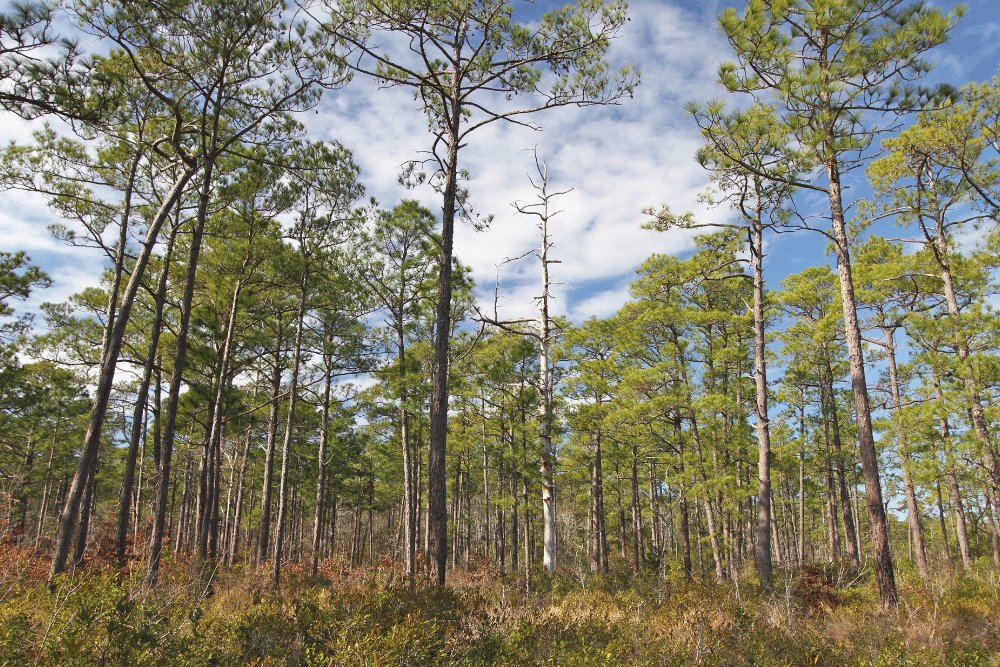 Southern pine tree removal in Birmingham, AL