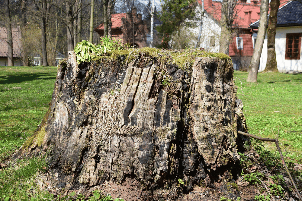 Stump grinding service in Birmingham, AL
