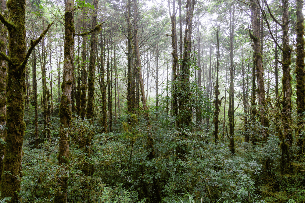 Tree land clearing service in Birmingham, AL