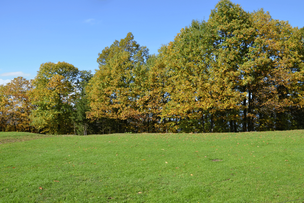 Tree land clearing for development in Birmingham, AL