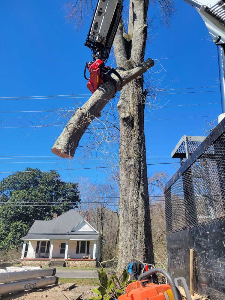 Tree Removal Fort Worth