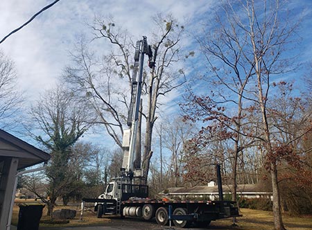 Tree Removal in Birmingham, AL