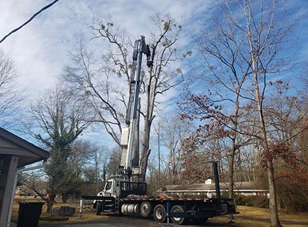 Precision Tree Service Tree Removal Company Birmingham Al