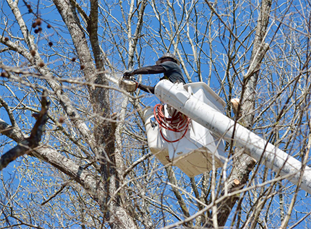 Tree Service Norfolk - Tree Removal treeservicenorfolk.com