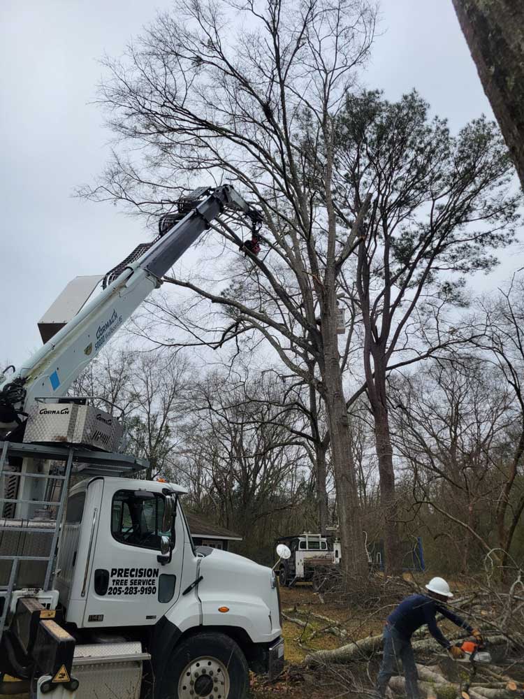 Tree Services in Trussville, AL