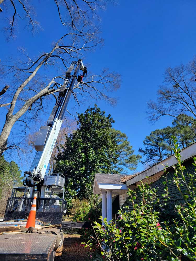 Tree Services in Bessemer, AL